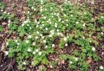 [8] zawilec gajowy Anemone nemorosa, fot. A. Dorda